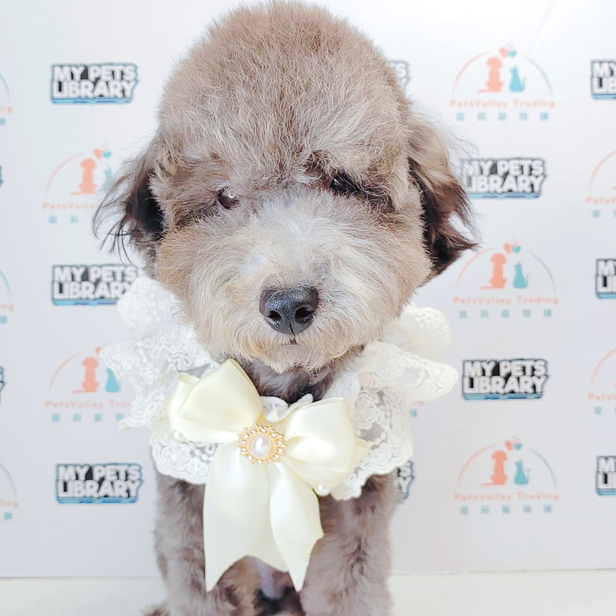 Toy Poodle Puppy (Male) For Sale