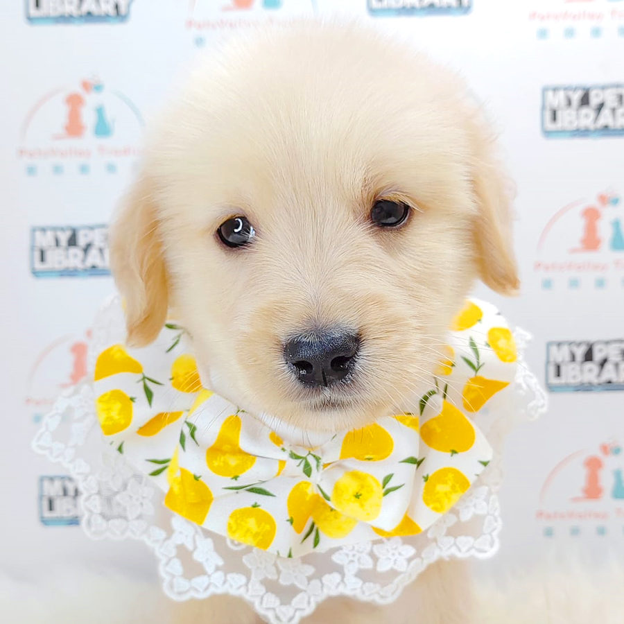 Golden Retriever Puppy (Male) For Sale