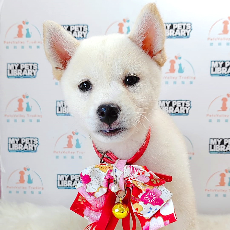 Shiba Inu Puppy (Female) For Sale
