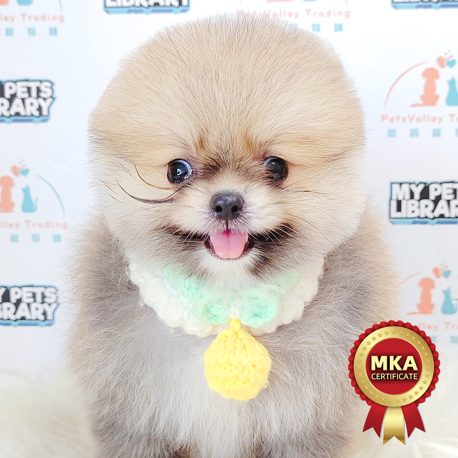 MKA Pomeranian Puppy (Male) For Sale