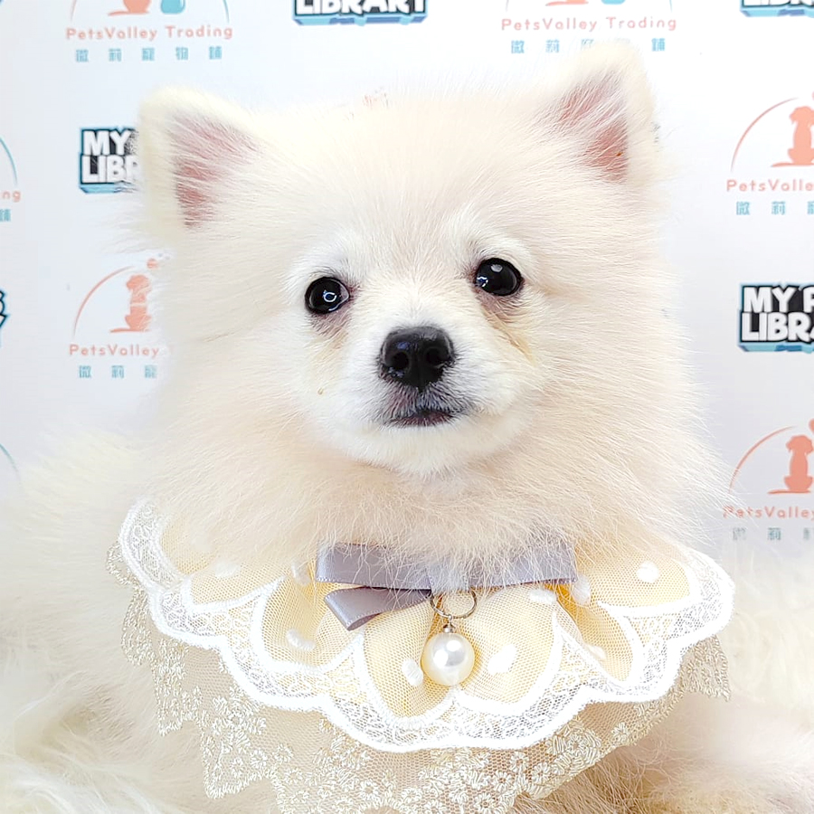 Pomeranian Puppy (Male) For Sale