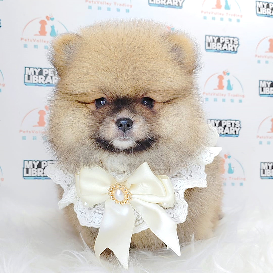 Pomeranian Puppy (Male) For Sale