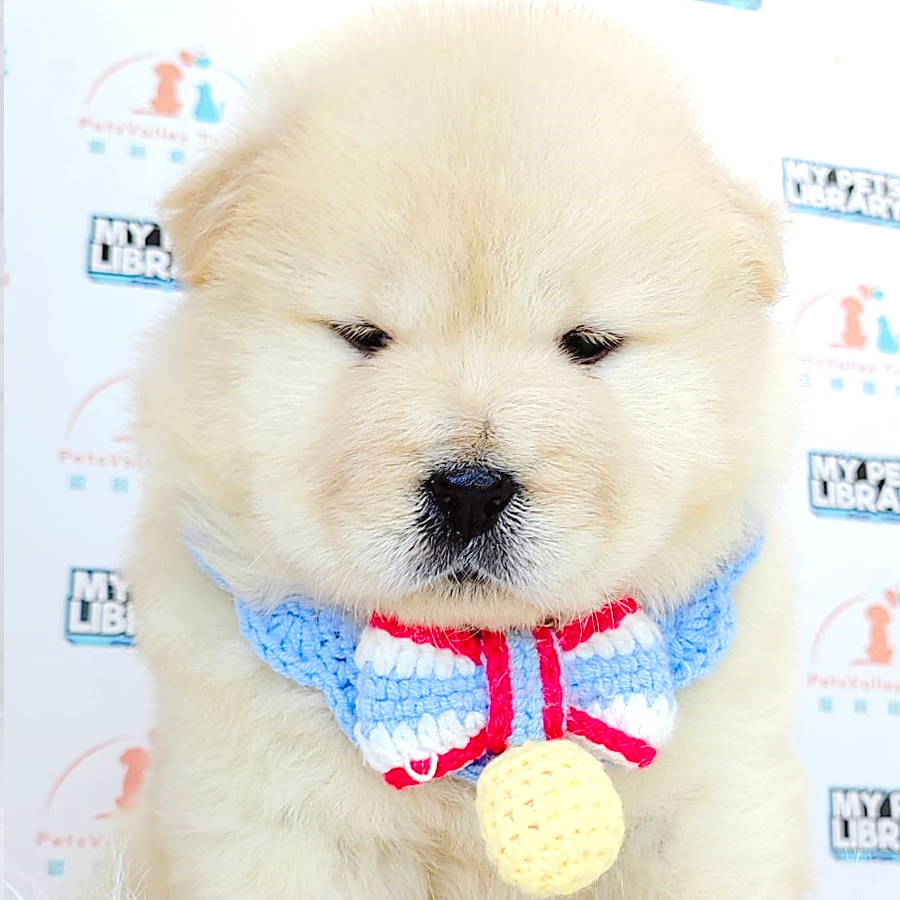 Chow Chow Puppy (Female) For Sale