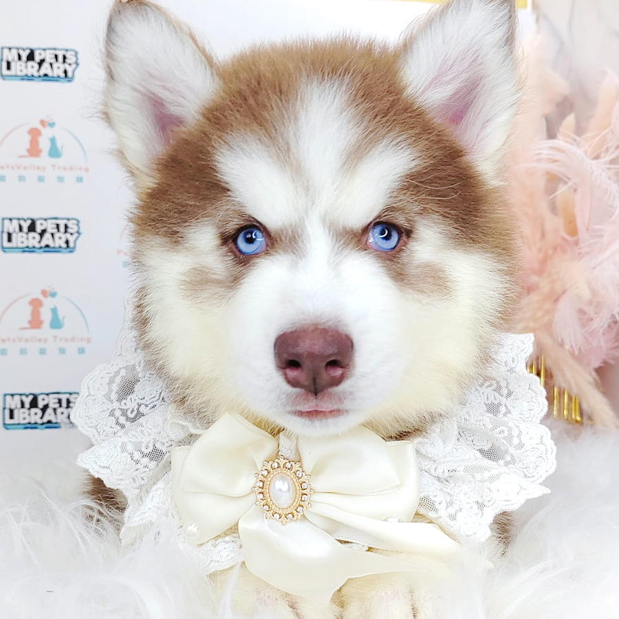 Wooly Husky Puppy (Female) For Sale