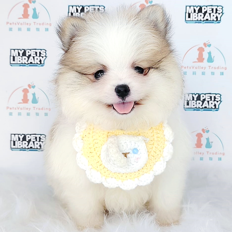 Pomeranian Puppy (Female) For Sale