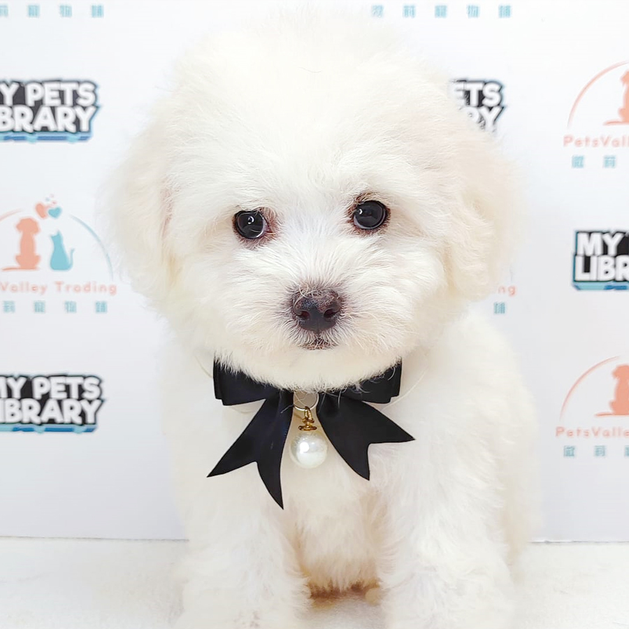 Toy Poodle Puppy (Female) For Sale