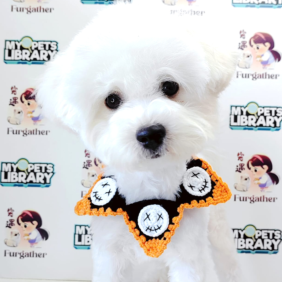 Bichon Puppy (Female) For Sale