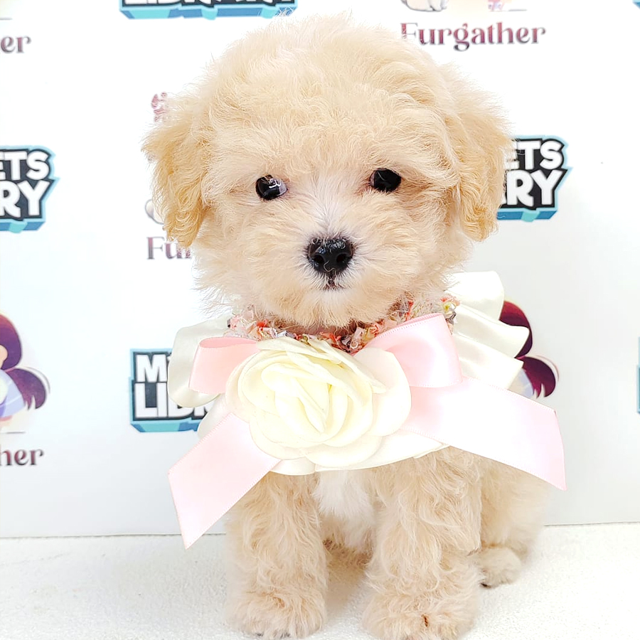 Tiny Toy Poodle Puppy (Female) For Sale
