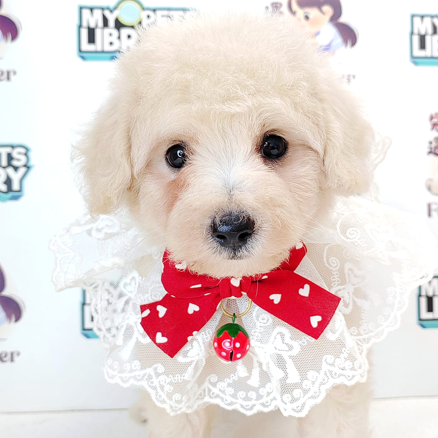 Maltipoo Puppy (Female) For Sale