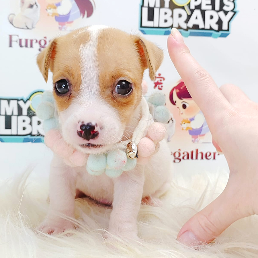 Jack Russell Puppy (Female) For Sale