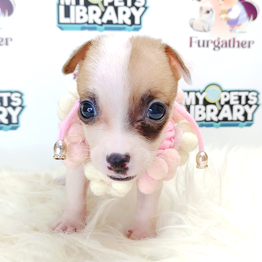 Jack Russell Puppy (Male) For Sale