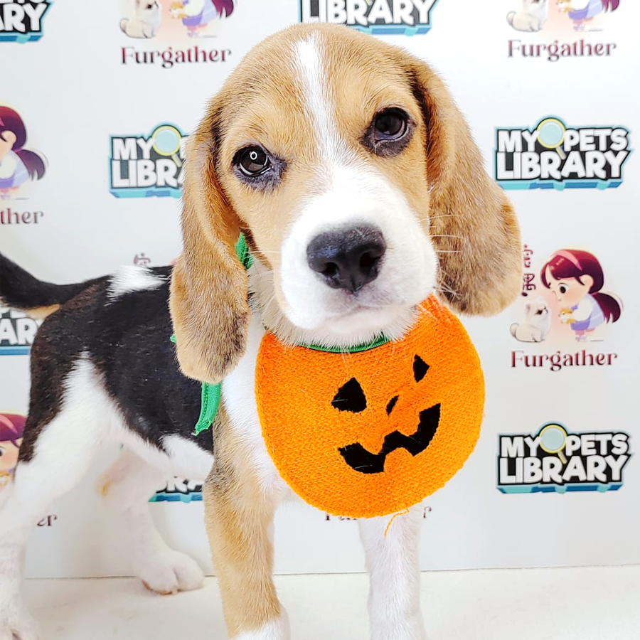 Beagle Puppy (Female) For Sale