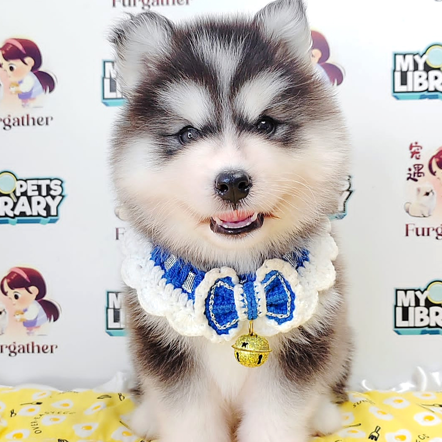 Wooly Husky Puppy (Male) For Sale