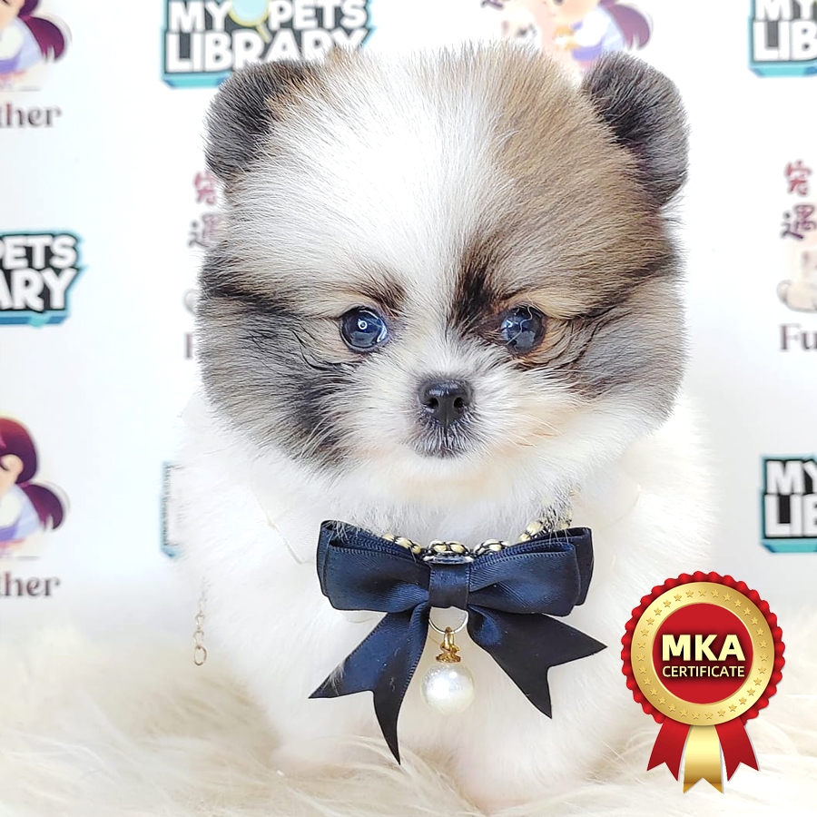 MKA Pomeranian Puppy (Female) For Sale