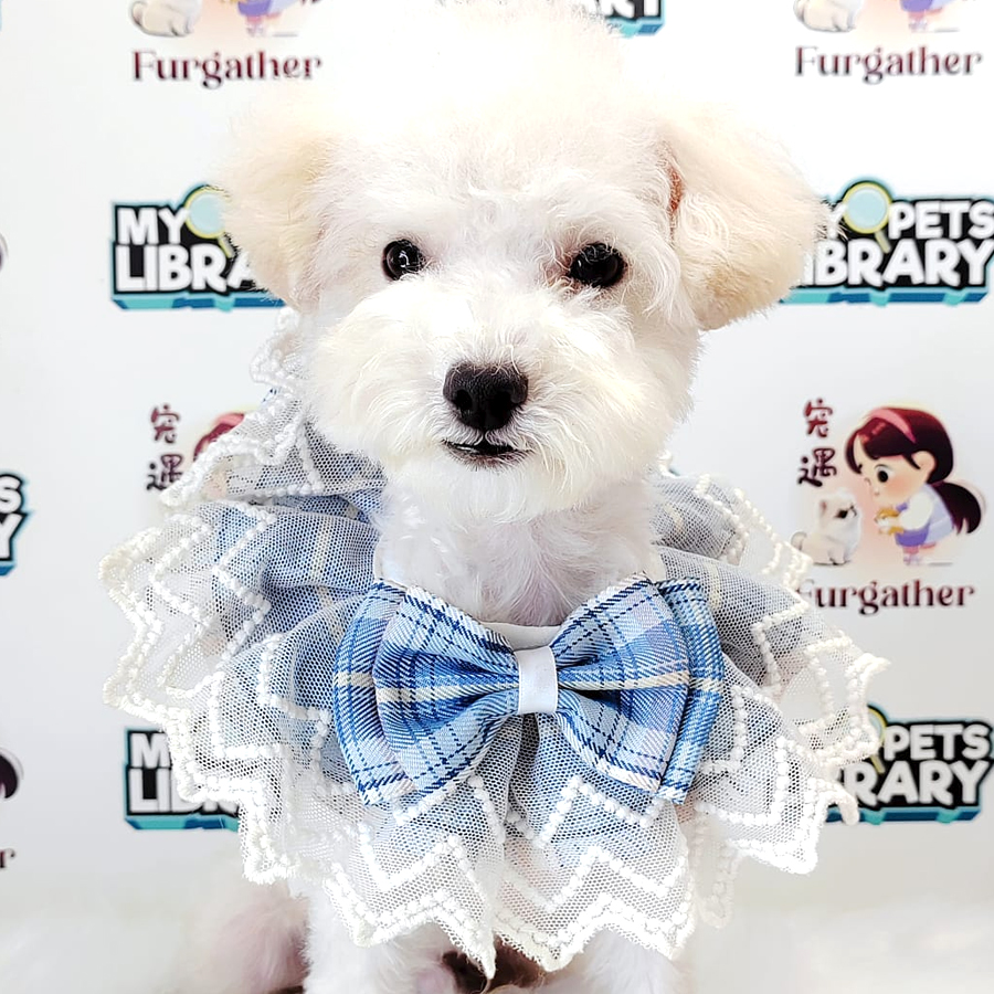 Poodle Puppy (Male) For Sale