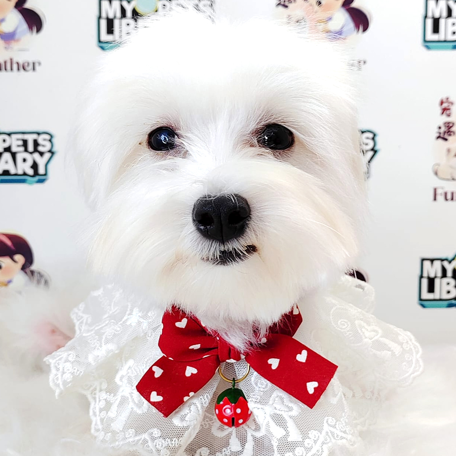 Maltese Puppy (Male) For Sale