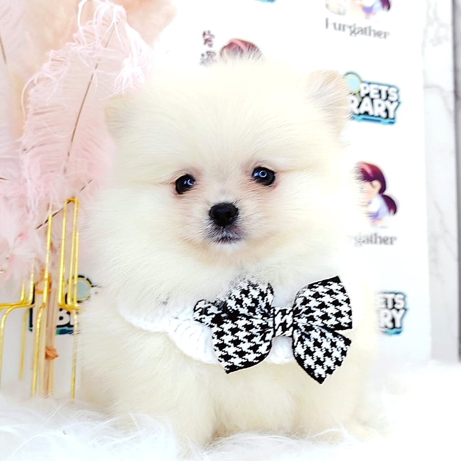 Tiny Pomeranian Puppy (Female) For Sale