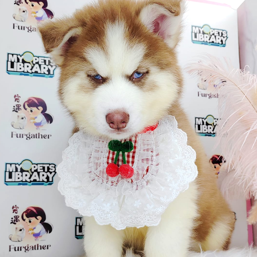Wooly Husky Puppy (Male) For Sale