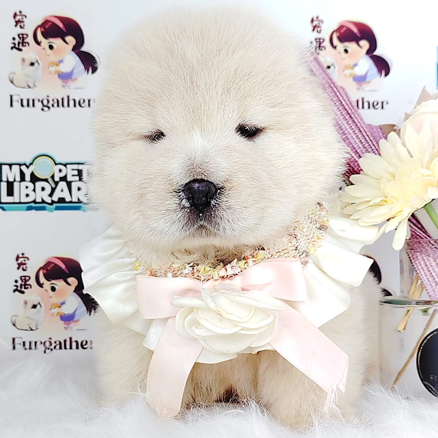 Chow Chow Puppy (Female) For Sale