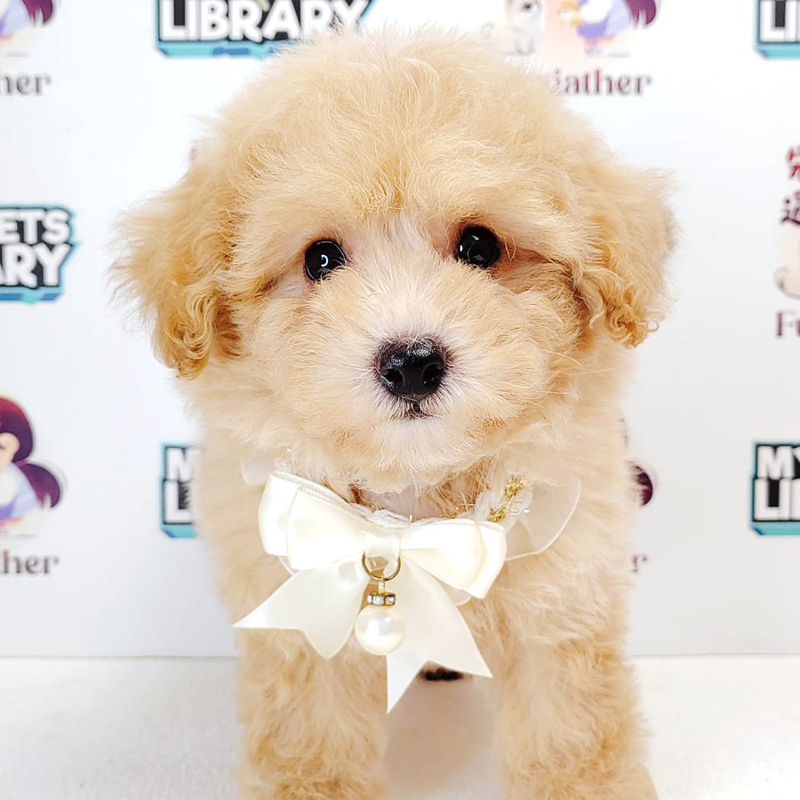 Toy Poodle Puppy (Male) For Sale