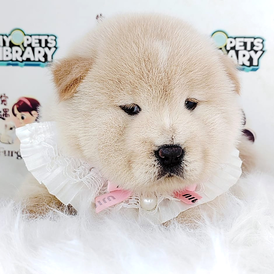 Chow Chow Puppy (Male) For Sale