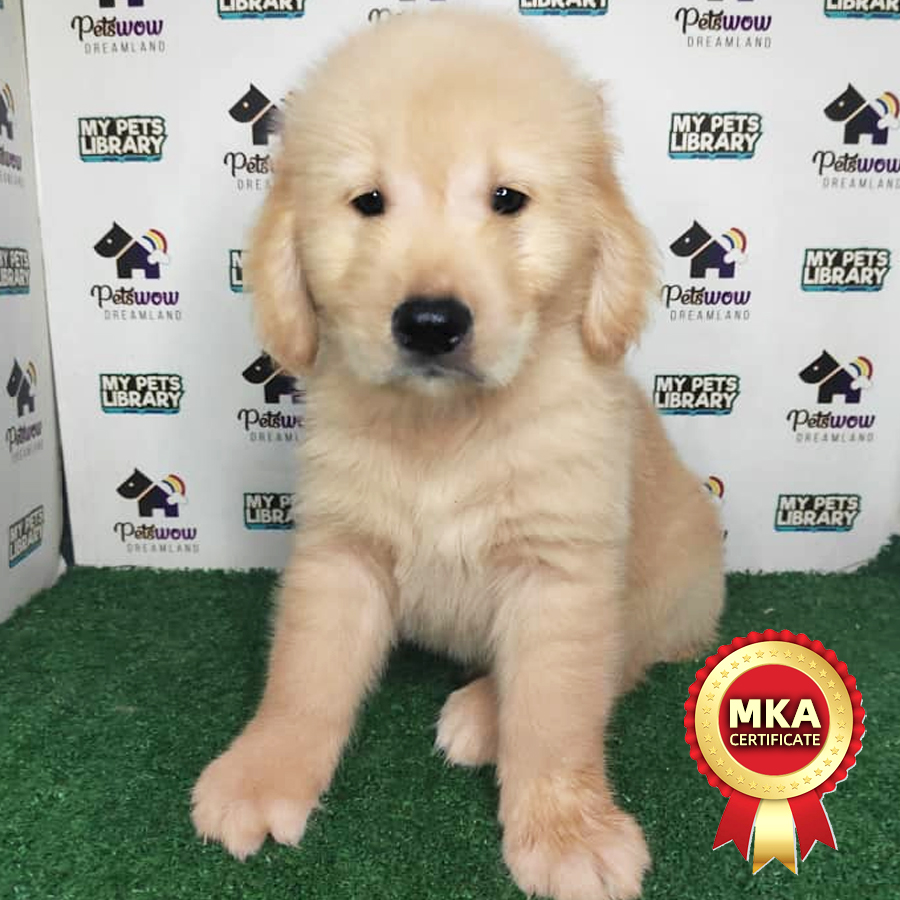 MKA Golden Retriever Puppy (Female) For Sale