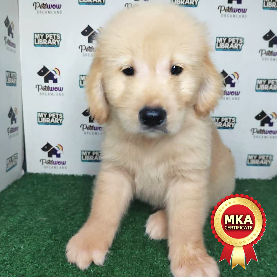 MKA Golden Retriever Puppy (Male) For Sale