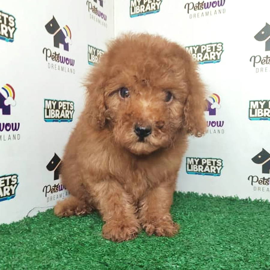 Poodle Puppy (Female) For Sale