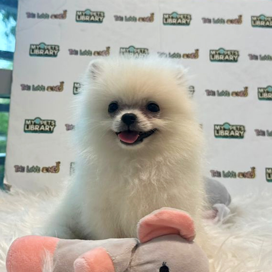 Tiny Pomeranian Puppy (Male) For Sale