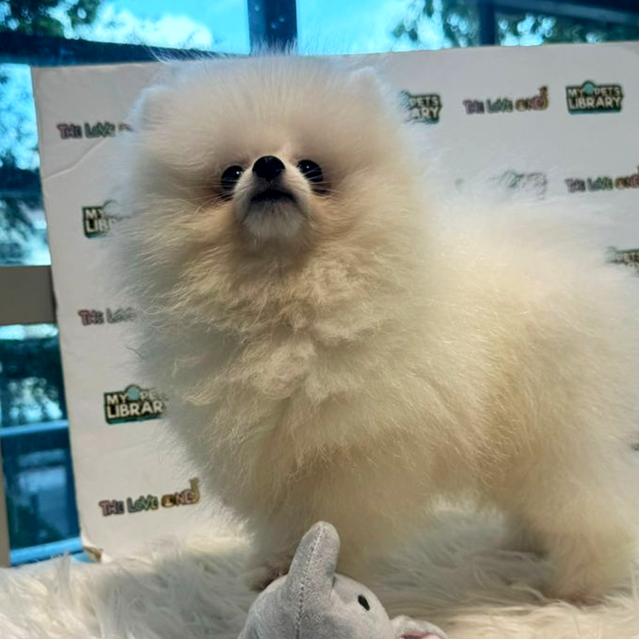 Tiny Pomeranian Puppy (Male) For Sale