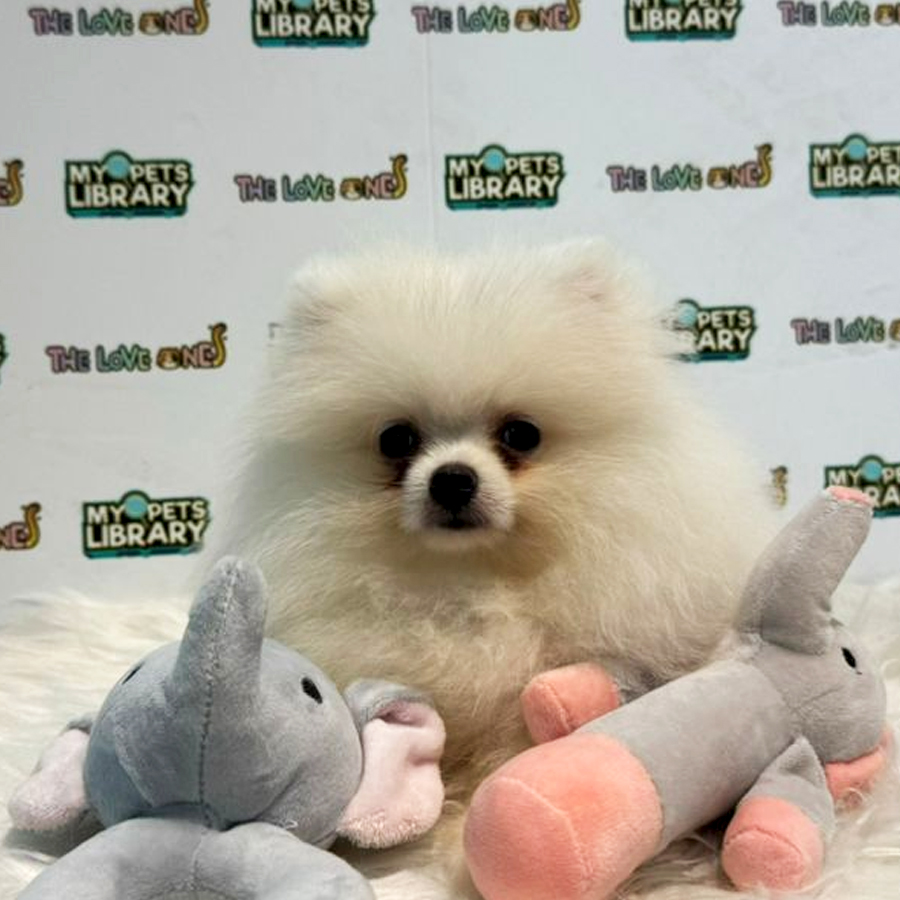 Tiny Pomeranian Puppy (Male) For Sale