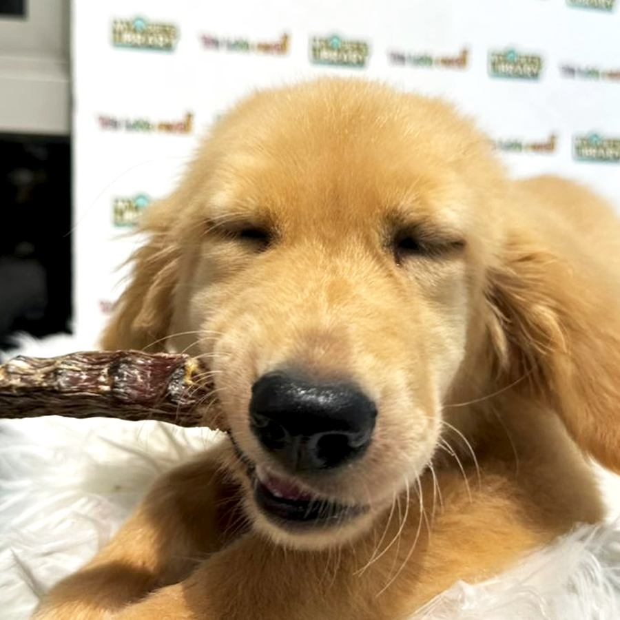 Golden Retriever Puppy (Female) For Sale