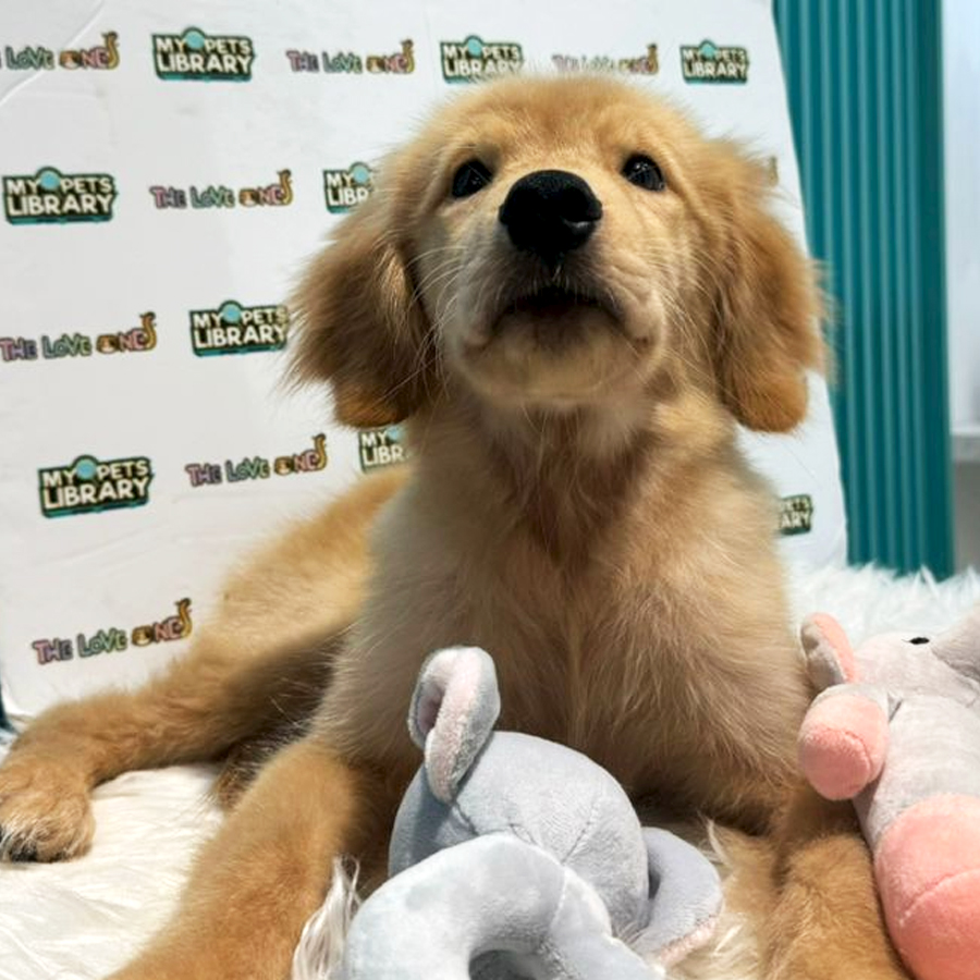 Golden Retriever Puppy (Male) For Sale