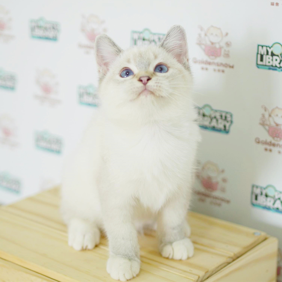 British Shorthair Kitten (Female) For Sale
