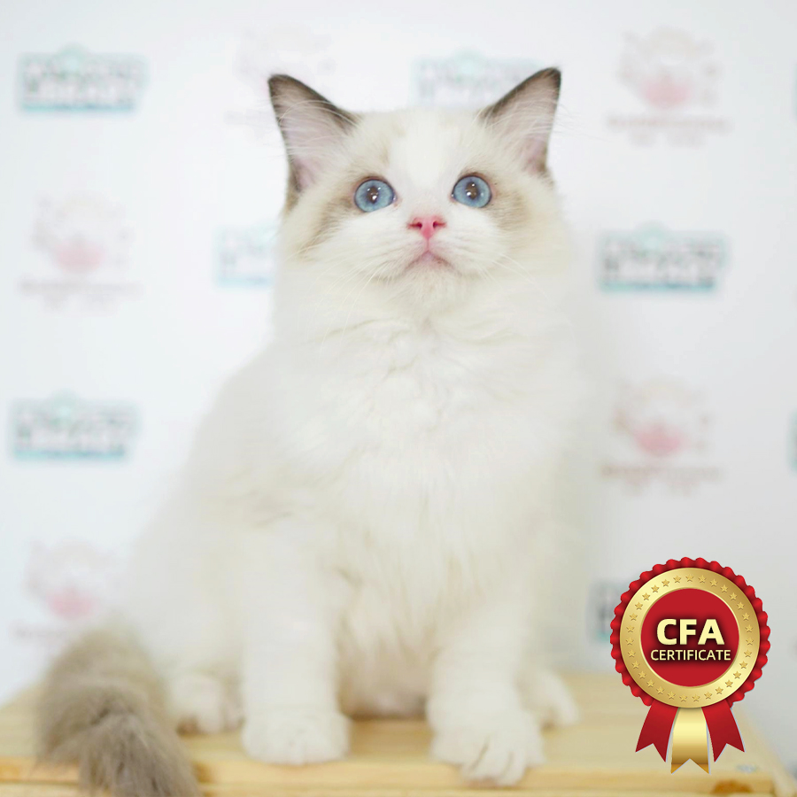CFA Ragdoll Kitten (Female) For Sale