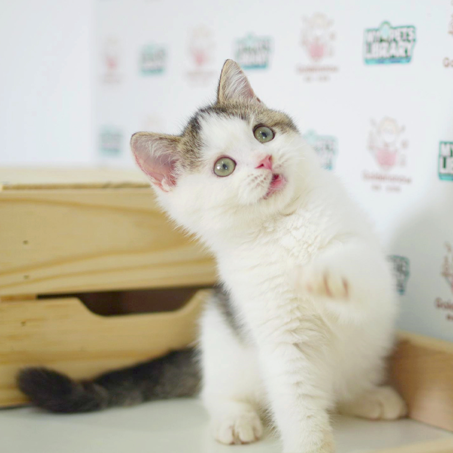 British Shorthair Kitten (Male) For Sale