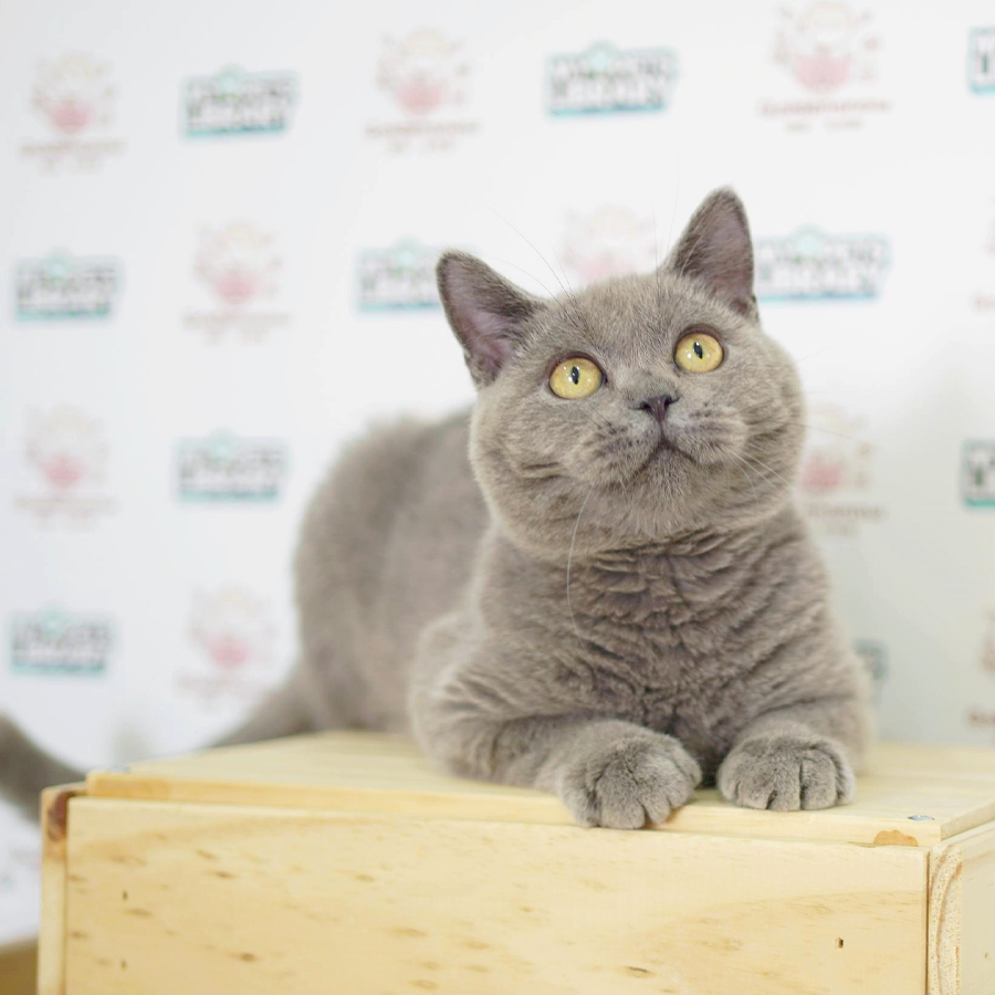 British Shorthair Kitten (Male) For Sale