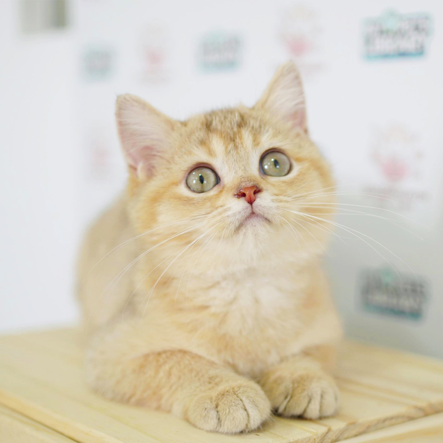 British Shorthair Kitten (Male) For Sale