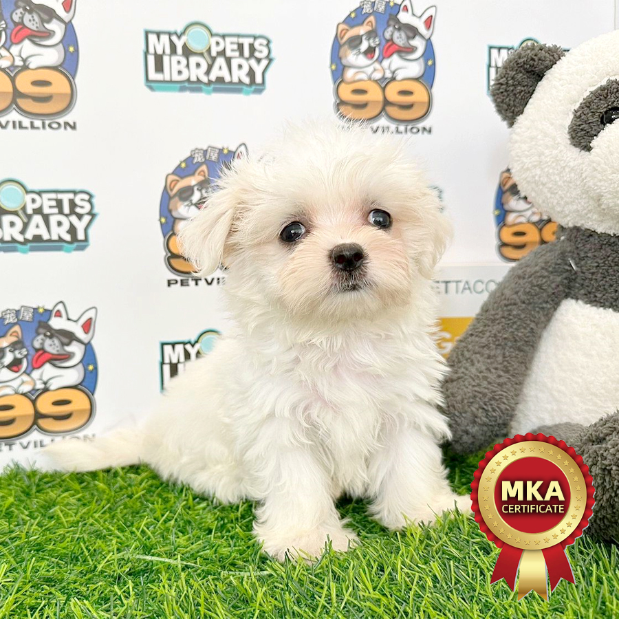 MKA Tiny Maltese Puppy (Female) For Sale