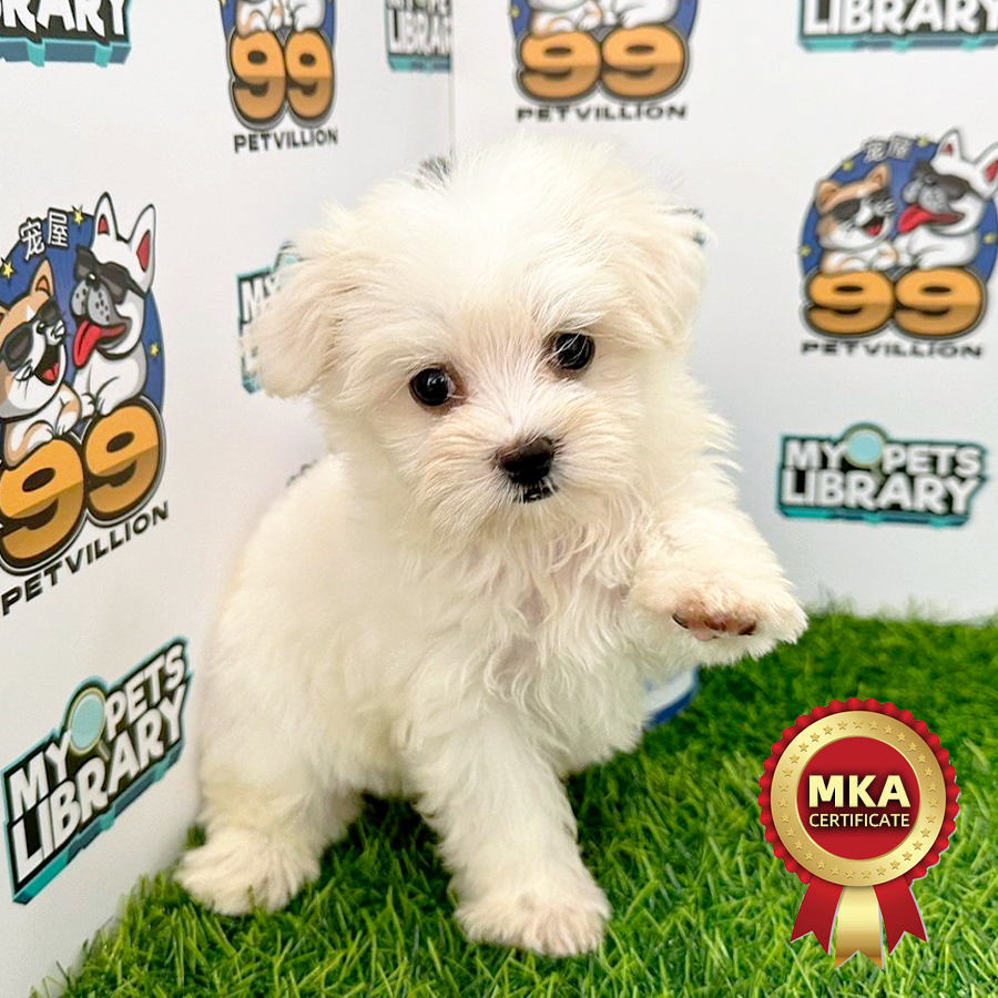 MKA Tiny Maltese Puppy (Female) For Sale