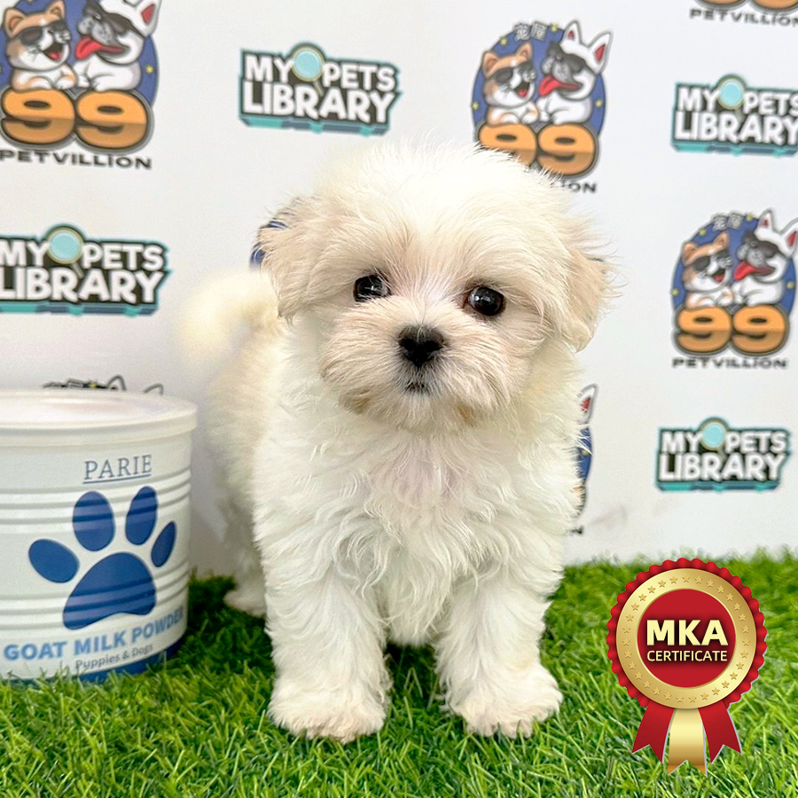 MKA Tiny Maltese Puppy (Female) For Sale