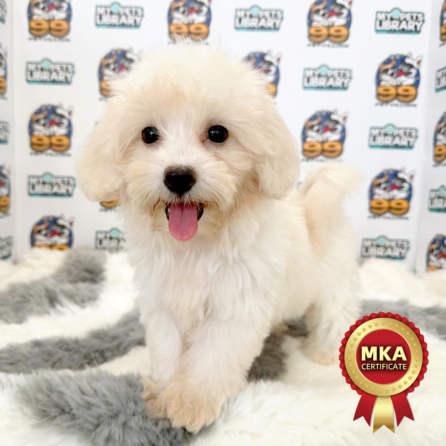 MKA Tiny Maltese Puppy (Female) For Sale
