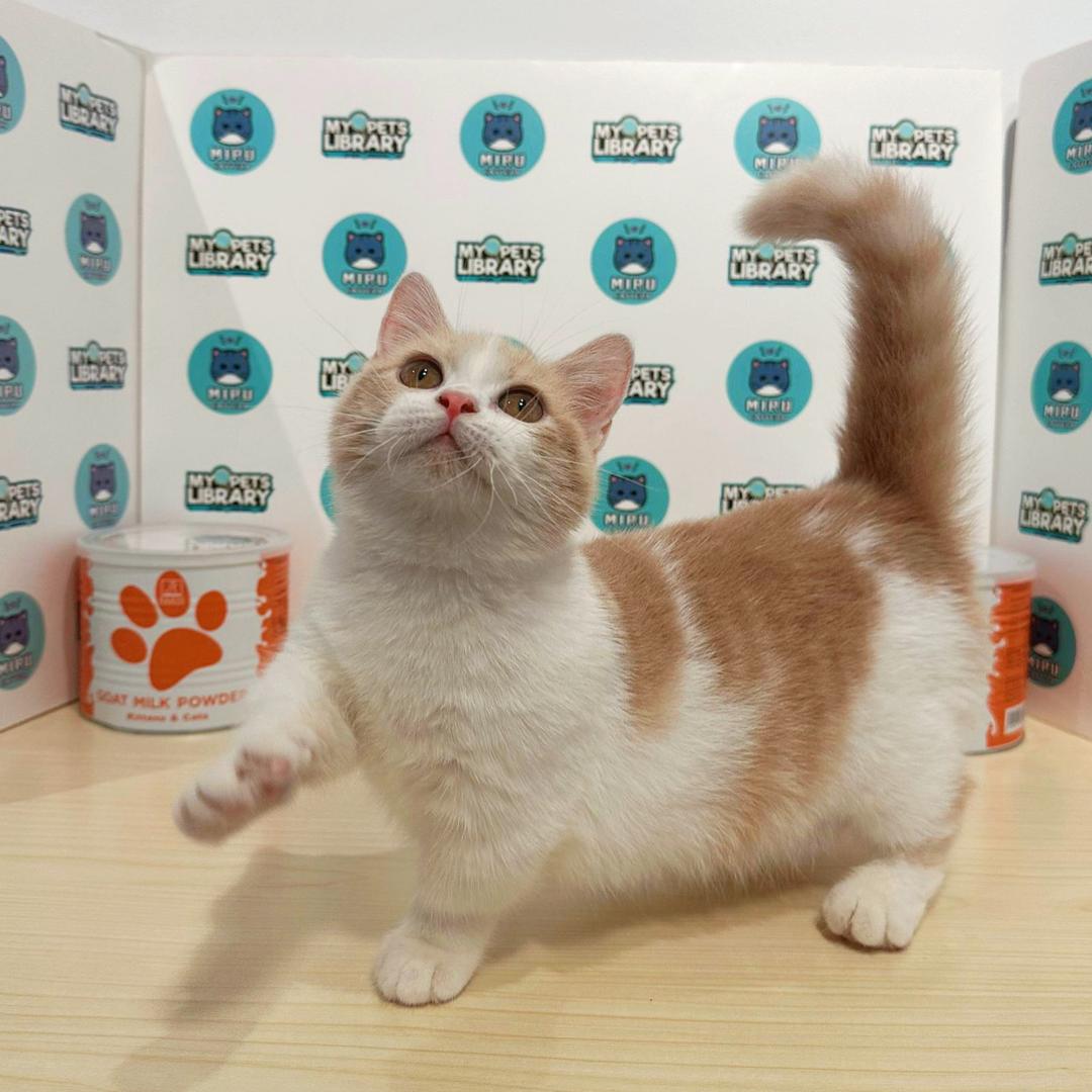 Munchkin British Shorthair Kitten (Female) For Sale