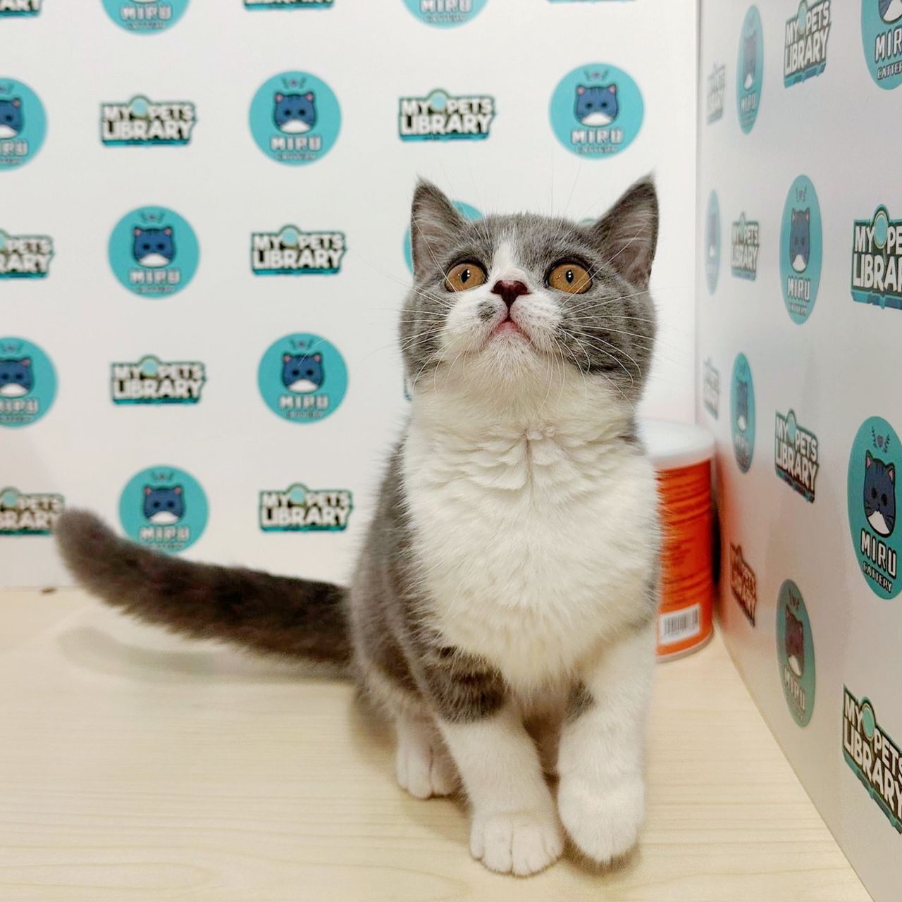 British Shorthair Kitten (Female) For Sale