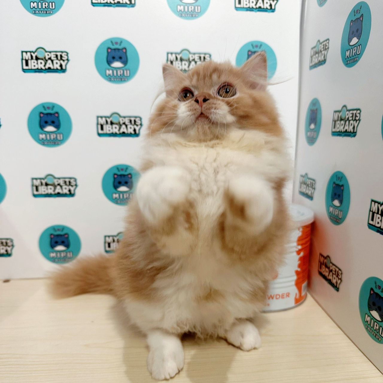 Turkish Angora Persian Kitten (Male) For Sale