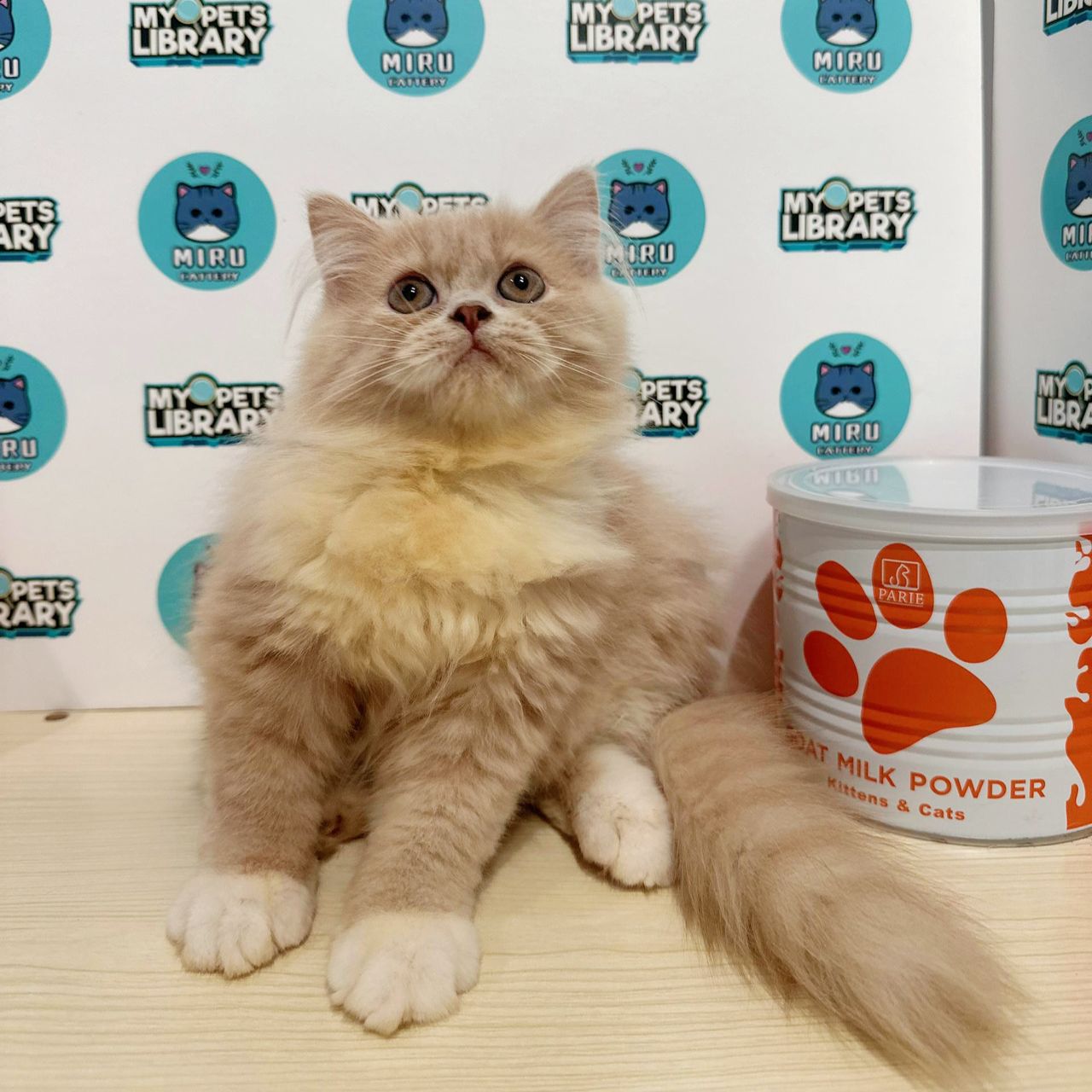 Turkish Angora Persian Kitten (Female) For Sale