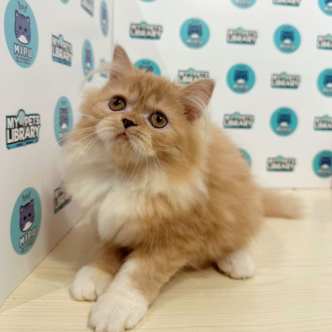 Turkish Angora Persian Kitten (Female) For Sale