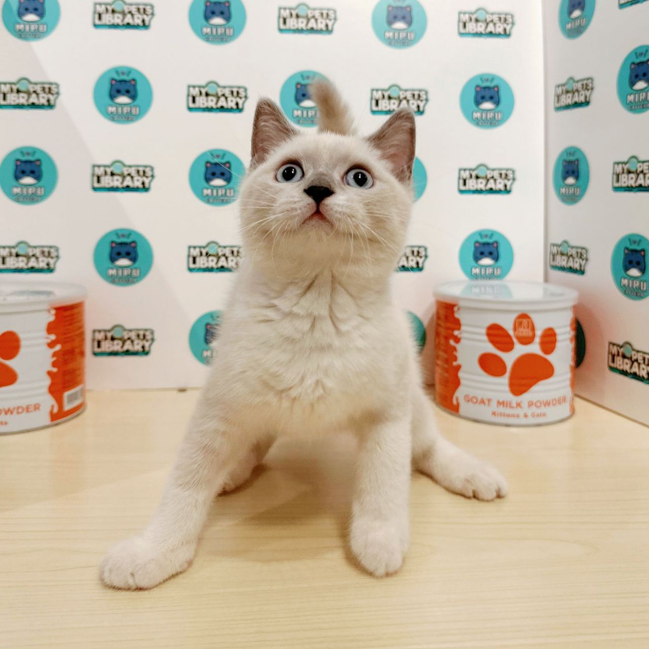 British Shorthair Kitten (Male) For Sale