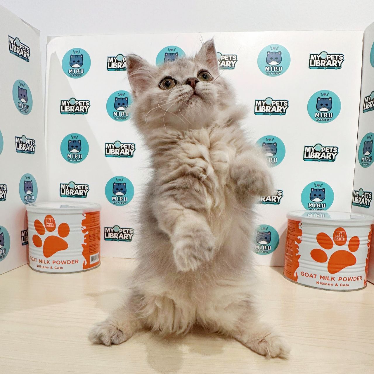 Super Short Munchkin Longhair Kitten (Female) For Sale