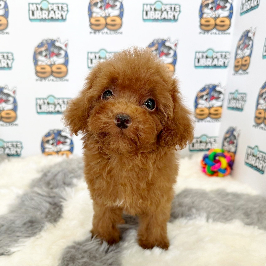Toy Poodle Puppy (Female) For Sale